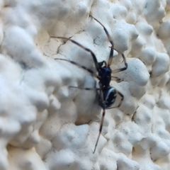 Steatoda albomaculata