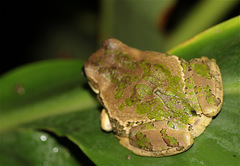 Gastrotheca cuencana