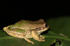 Gastrotheca cuencana