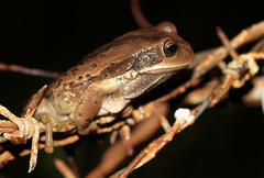 Gastrotheca cuencana