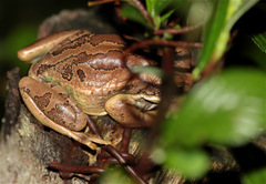 Gastrotheca cuencana