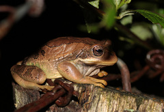 Gastrotheca cuencana