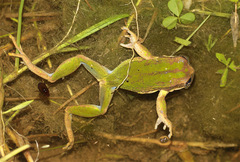 Gastrotheca cuencana