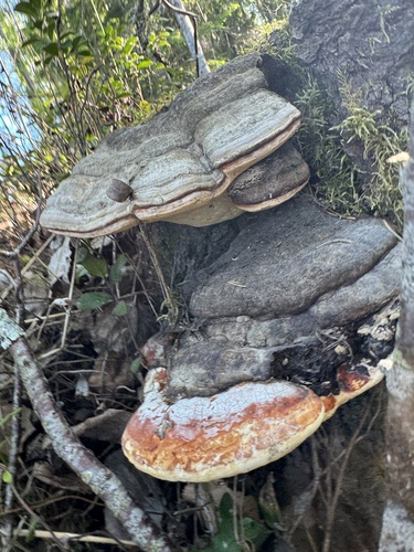 Red-banded Polypore
