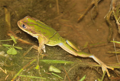 Gastrotheca cuencana