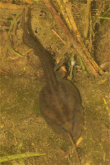 Gastrotheca cuencana