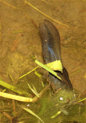 Gastrotheca cuencana