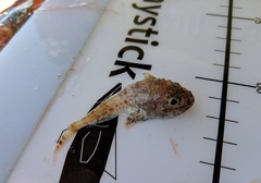 Dasycottus setiger