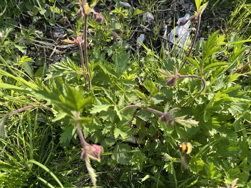 Water Avens