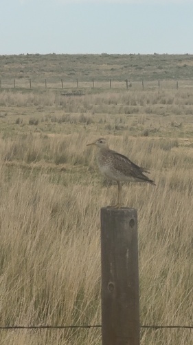 Upland Sandpiper