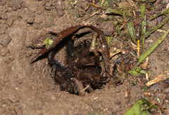 Cyclosternum schmardae