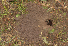 Cyclosternum schmardae