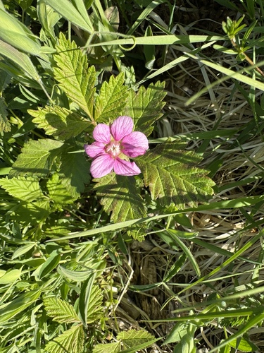 Arctic raspberry