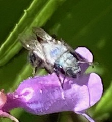 Osmia lignaria