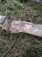 Corticium roseum