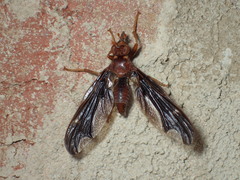 Pyrgota undata