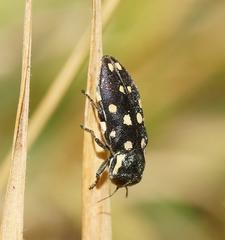 Diphucrania duodecimmaculata