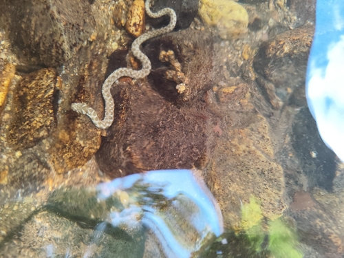 Viperine Snake