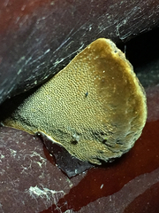 Phellinus arctostaphyli