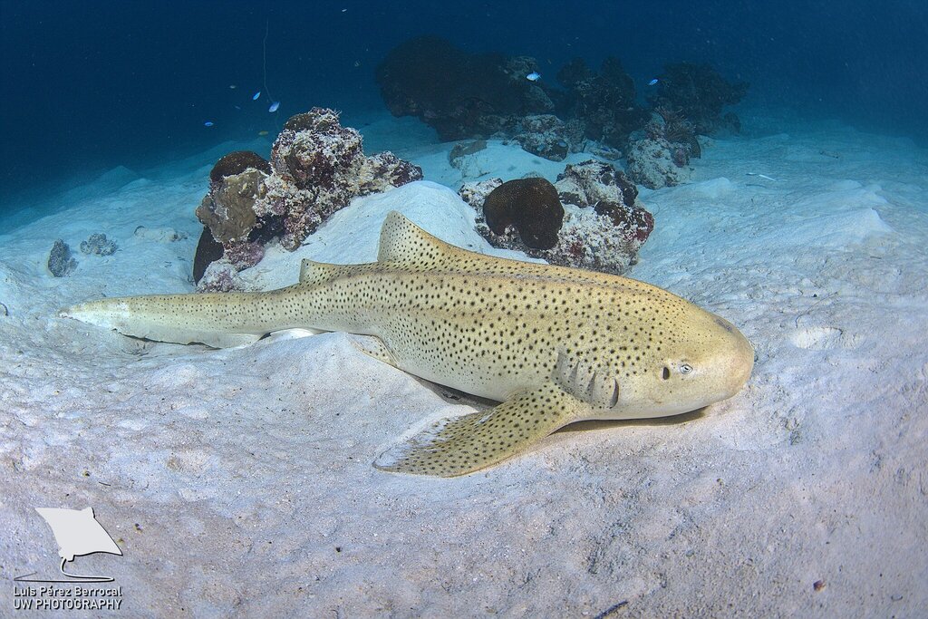 Zebra Shark