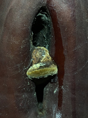 Phellinus arctostaphyli