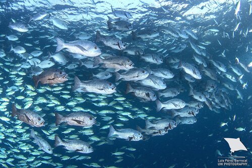 Black And White Snapper