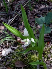 Cephalanthera longifolia image