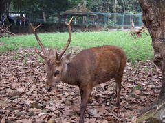 Bawean Deer photo 3