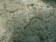 Corythoichthys flavofasciatus
