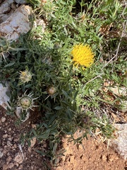 Centaurea rupestris