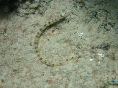 Corythoichthys flavofasciatus