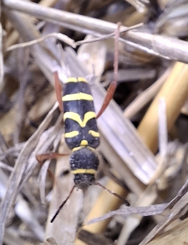 Wasp Beetle