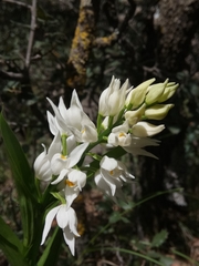 Cephalanthera longifolia image