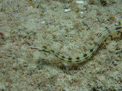 Corythoichthys flavofasciatus