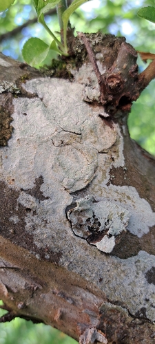 Weiße Blatternflechte