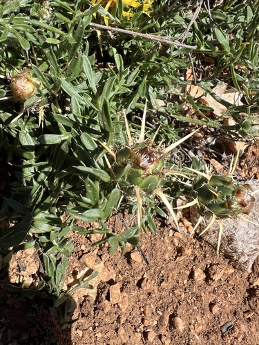 Centaurea rupestris, photograph 2