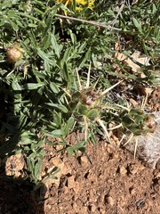 Centaurea rupestris, photograph author not stated, no rights reserved