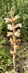 Orobanche crenata, photograph (c) Nicholas Moray Williams, some rights reserved (CC BY)