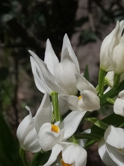 Cephalanthera longifolia image