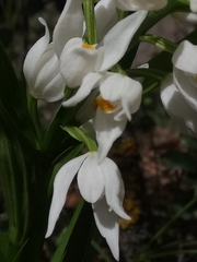 Cephalanthera longifolia image