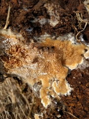 Steccherinum nitidum