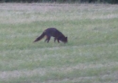Red Fox