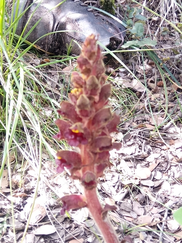 Image of Orobanche variegata by (c) Karim Haddad, some rights reserved (CC BY)