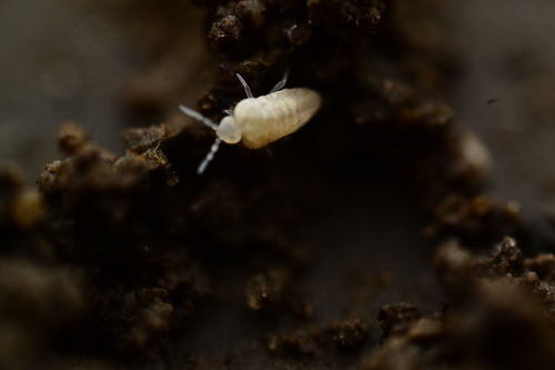 Pseudosinella rolfsi