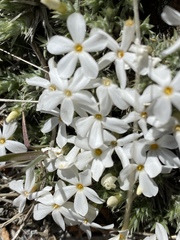Phlox hoodii