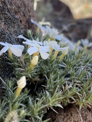 Phlox hoodii