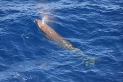 Ziphius cavirostris