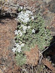Phlox hoodii
