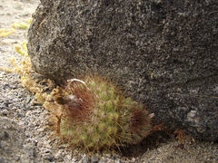 Copiapoa humilis variispinata
