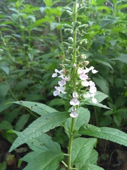 Teucrium canadense canadense